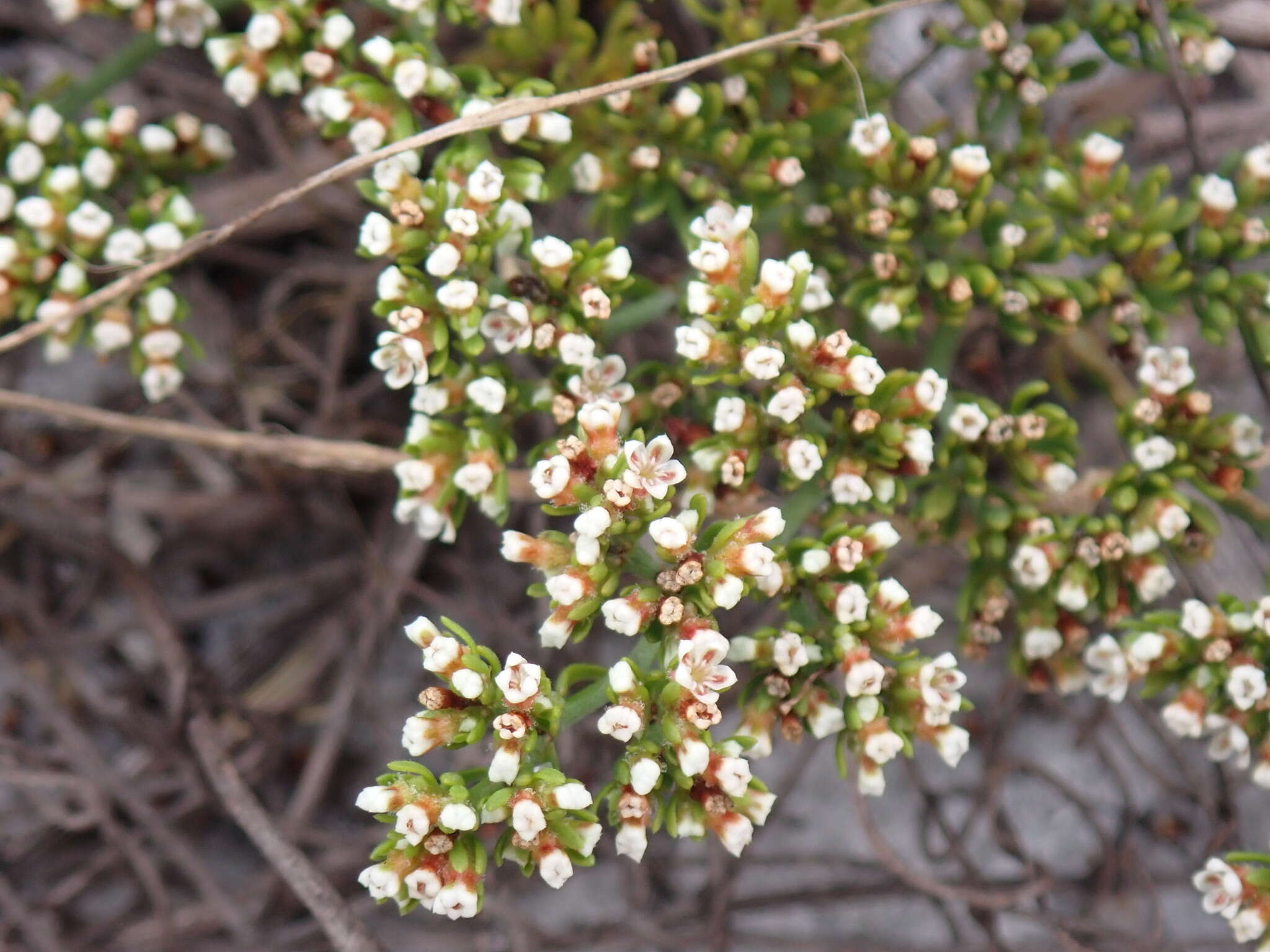 Image of American nailwort