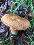 Image of Tylopilus tabacinus (Peck) Singer 1944