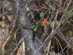 Image of Golden-crowned Emerald