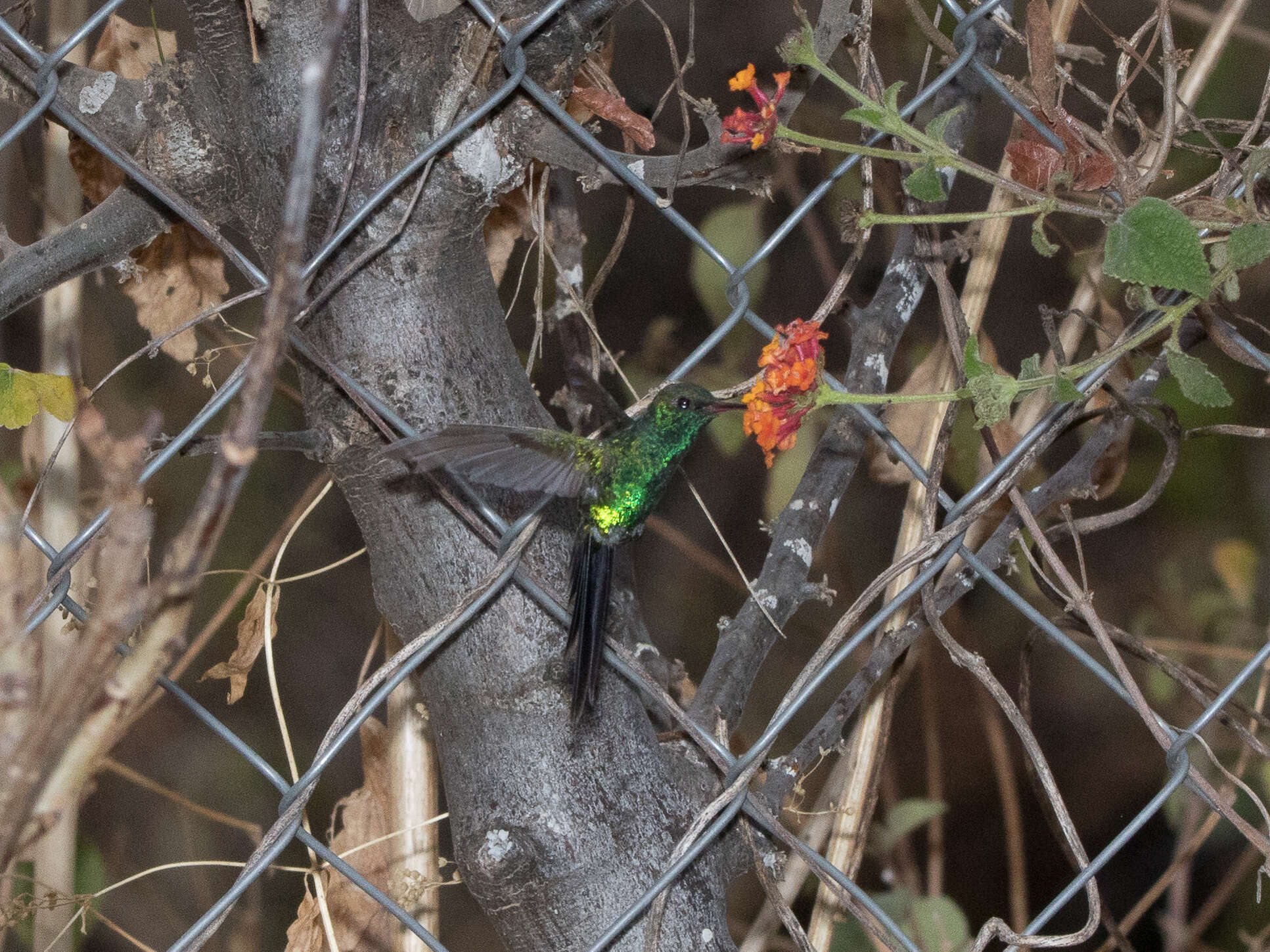 Image of Golden-crowned Emerald