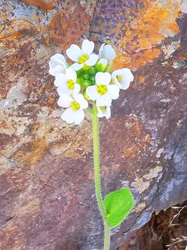 Image of boreal draba