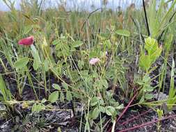 Image of Sprawling Hoary-Pea