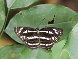 Image of Neptis leucoporus cresina