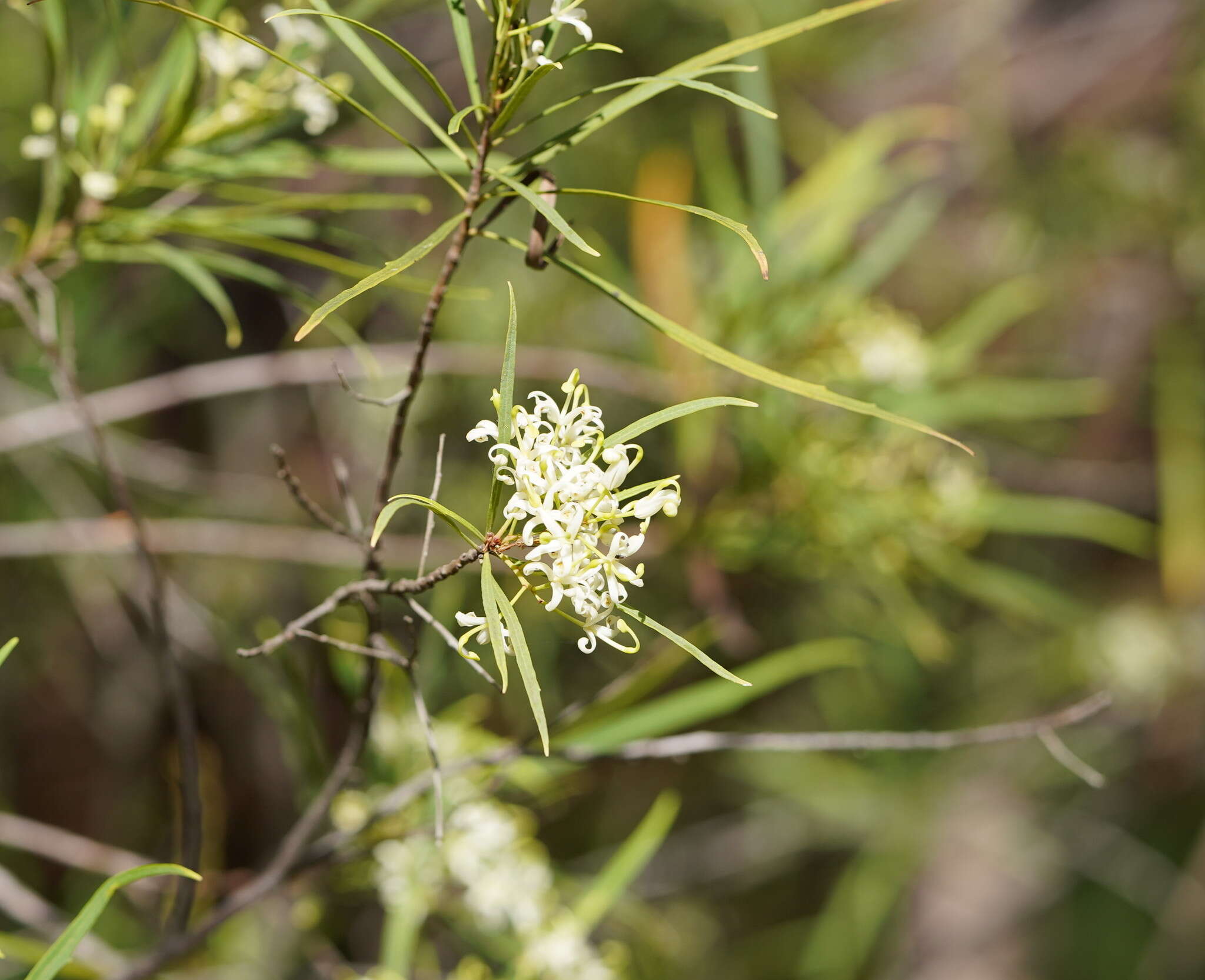 Lomatia myricoides (C. F. Gaertner) Domin的圖片