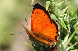 Image of <i>Lycaena ottomana</i>