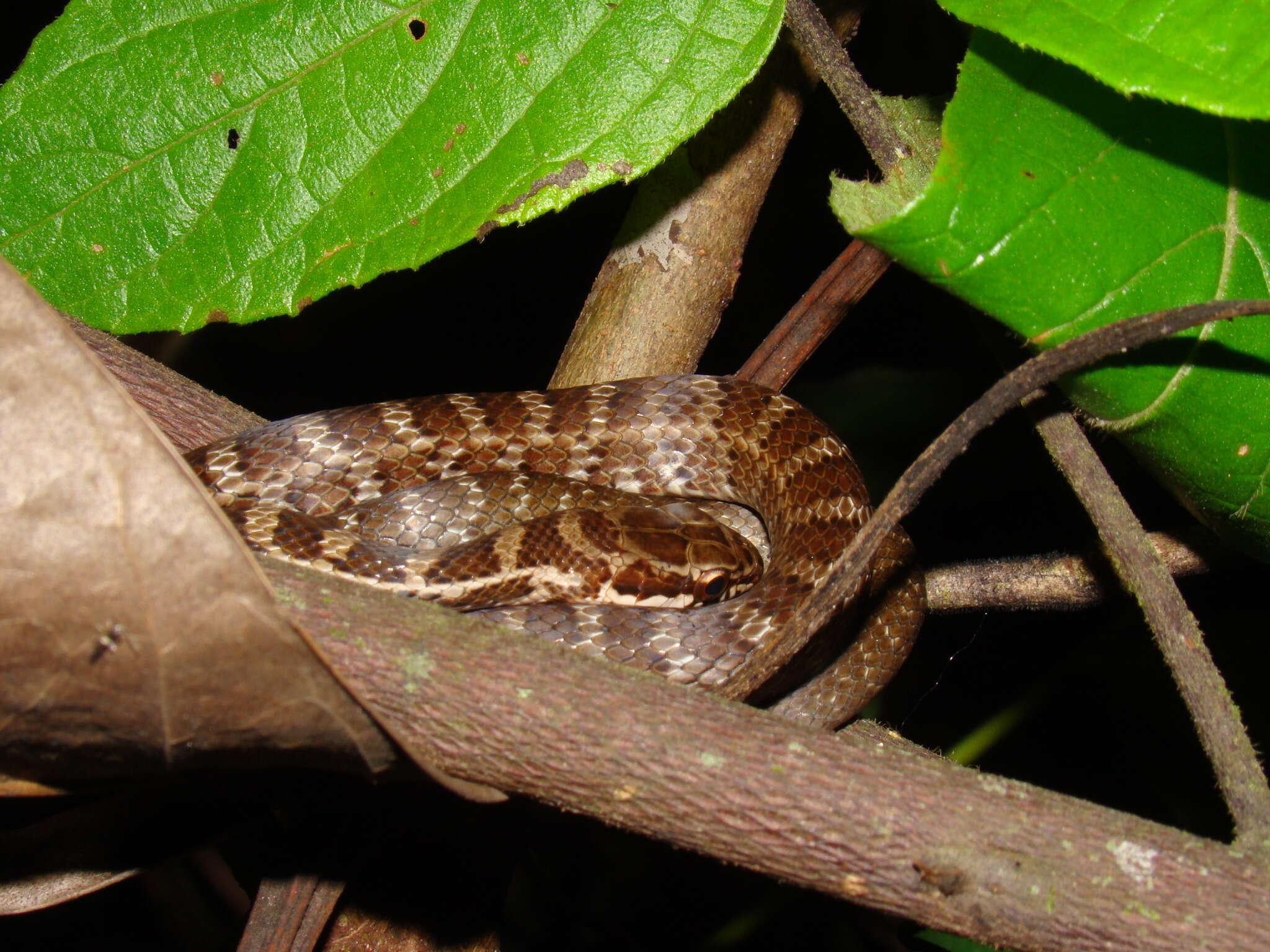 Image of <i>Palusophis bifossatus</i>