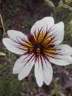 Image of salpiglossis