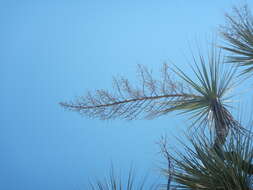 Image of Mexican Pony Tail Palm