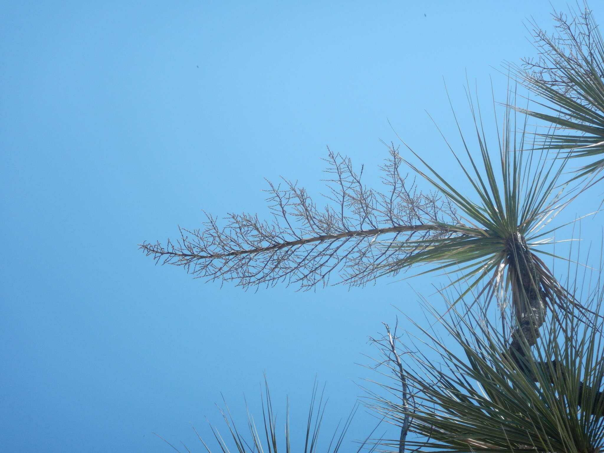 Imagem de Beaucarnea gracilis Lem.