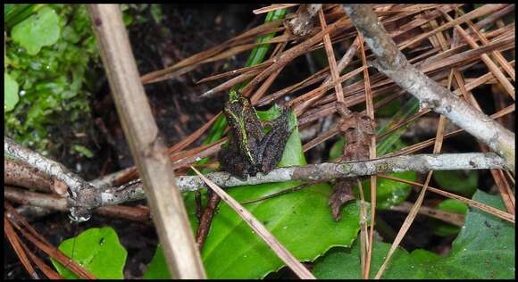 Image of Southern Cricket Frog