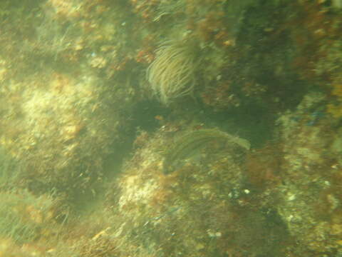 Image of Corkwing Wrasse