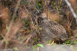 Nothoprocta pentlandii (Gray & GR 1867) resmi