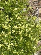 Plancia ëd Galium andrewsii subsp. gatense (Dempster) Dempster & Stebbins