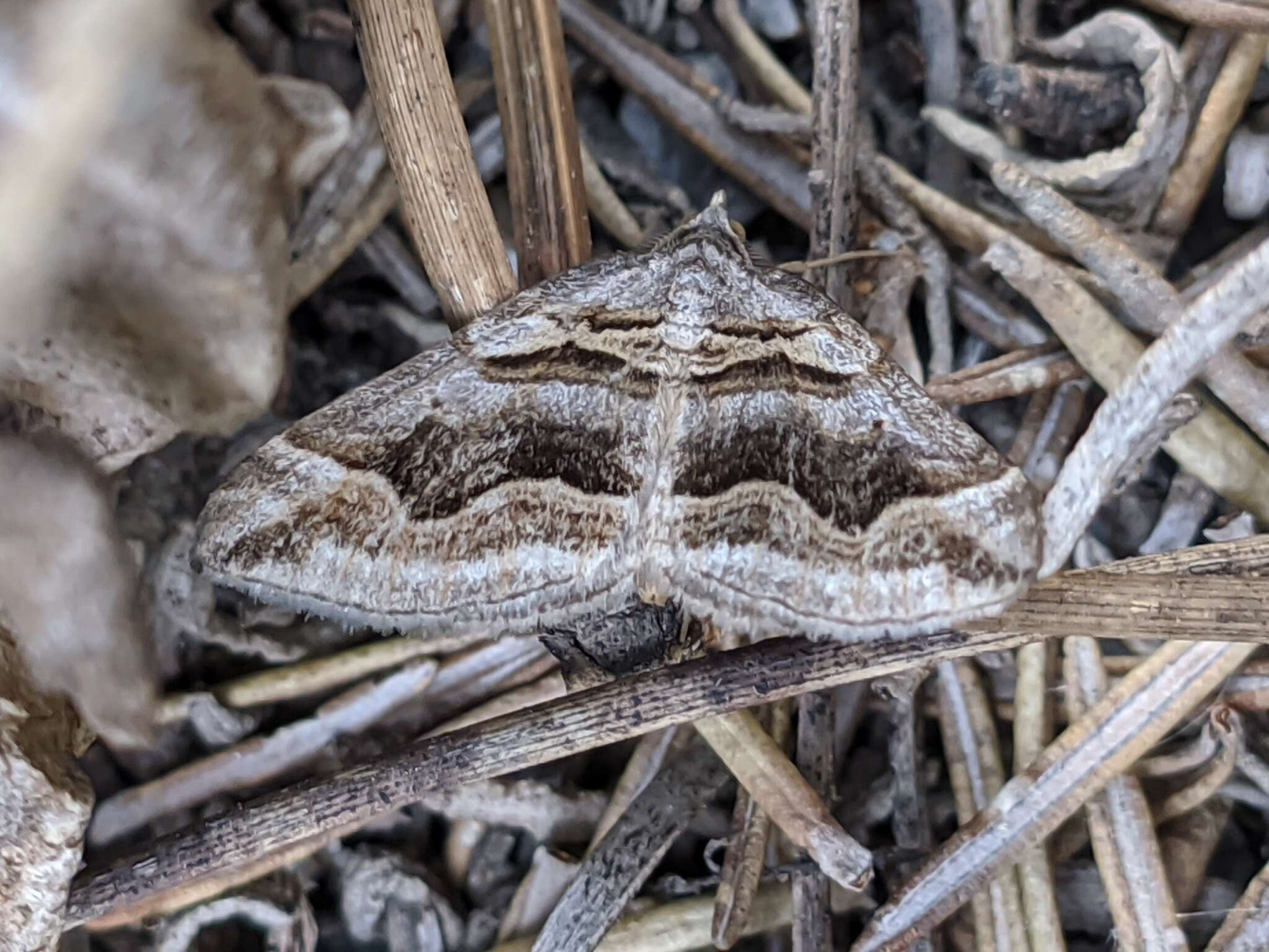 Image of Scotopteryx peribolata Hübner