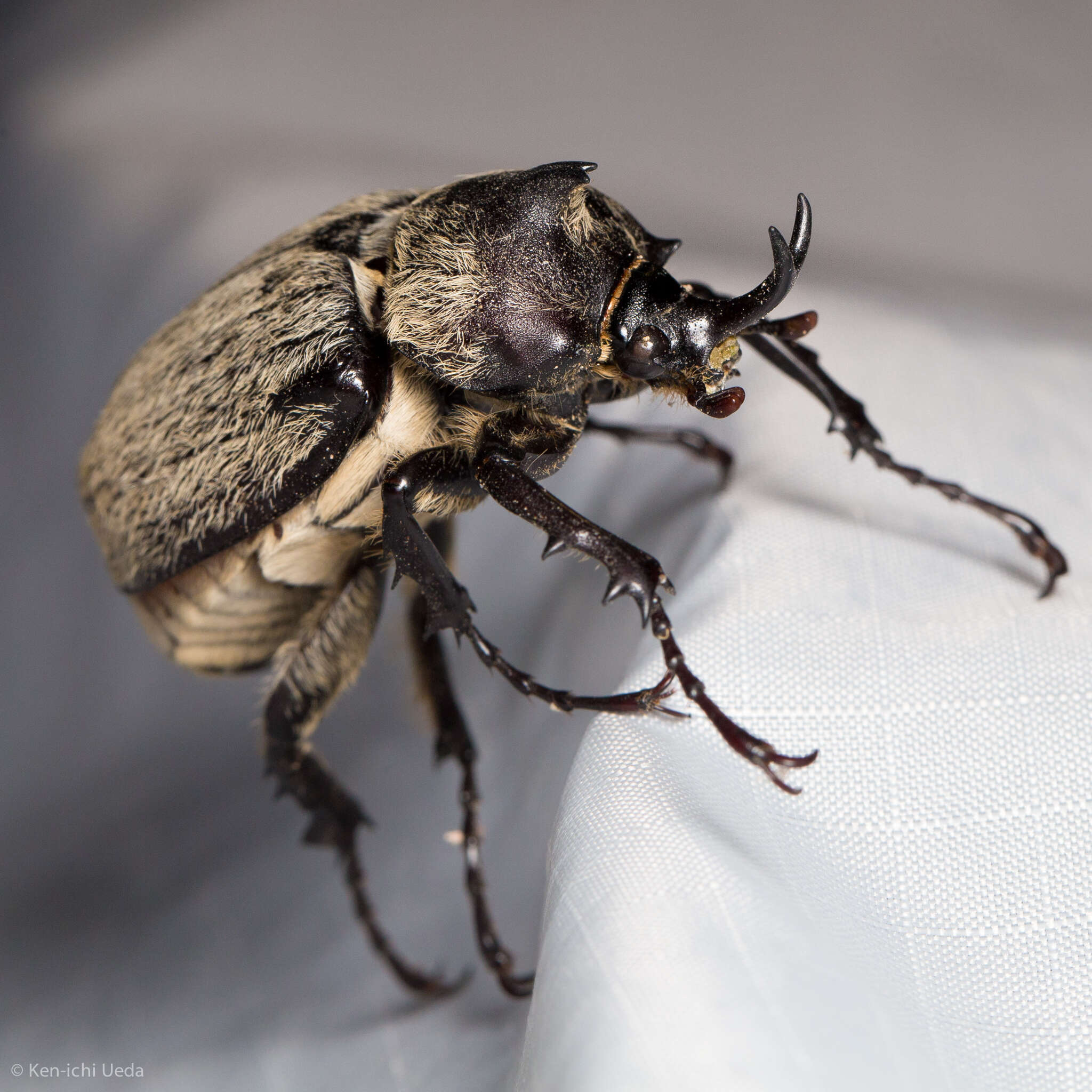 Megasoma thersites Le Conte 1861 resmi