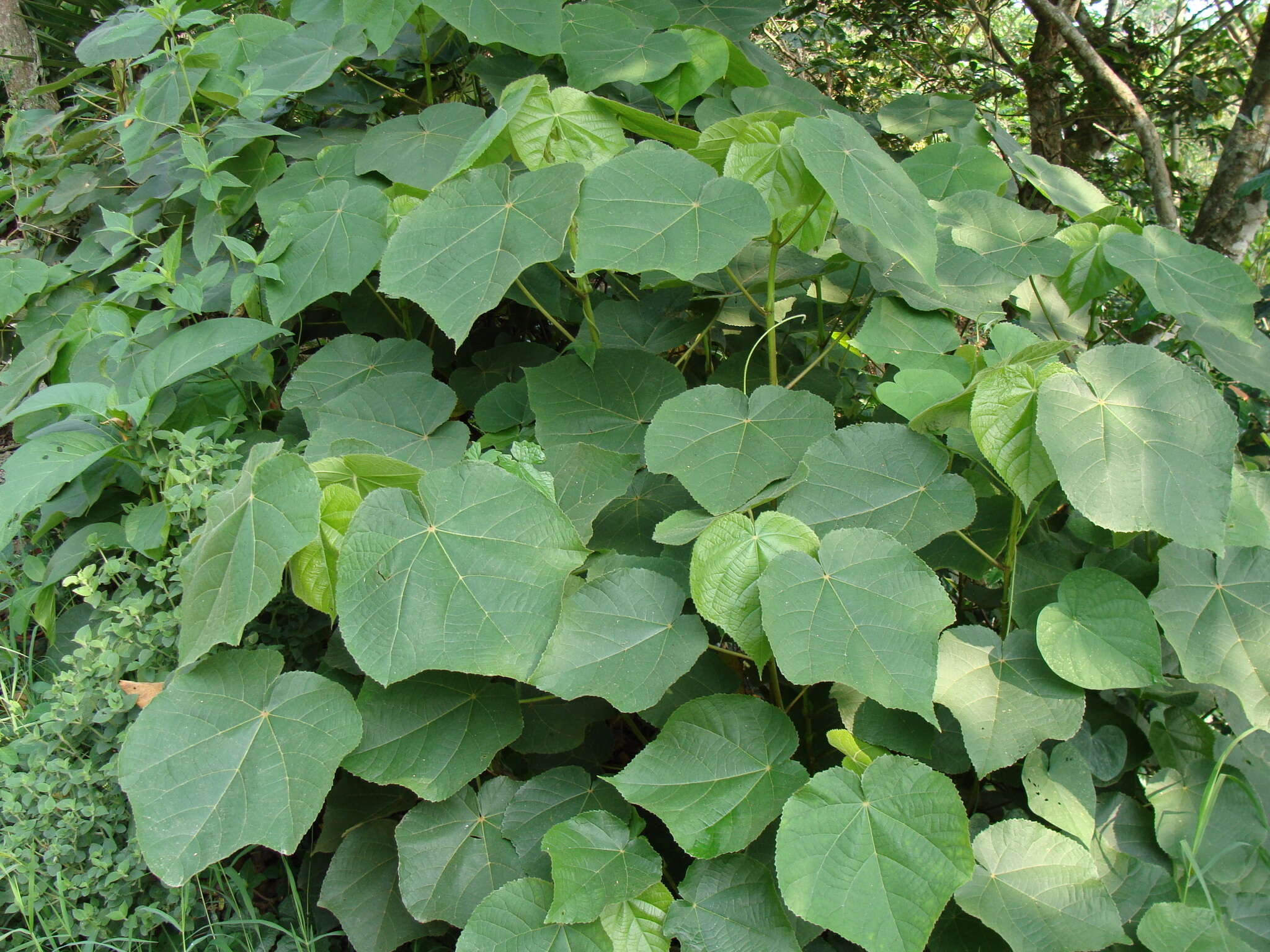 Image of <i>Dombeya</i> × <i>cayeuxii</i>