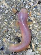 Image of Blind goby