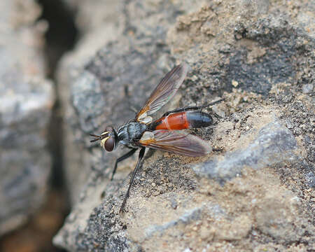 Plancia ëd Cylindromyia pilipes (Loew 1844)