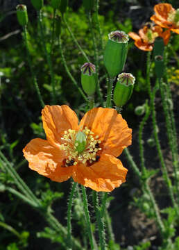 Image of Orange poppy