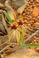 Image of Clubbed spider orchid