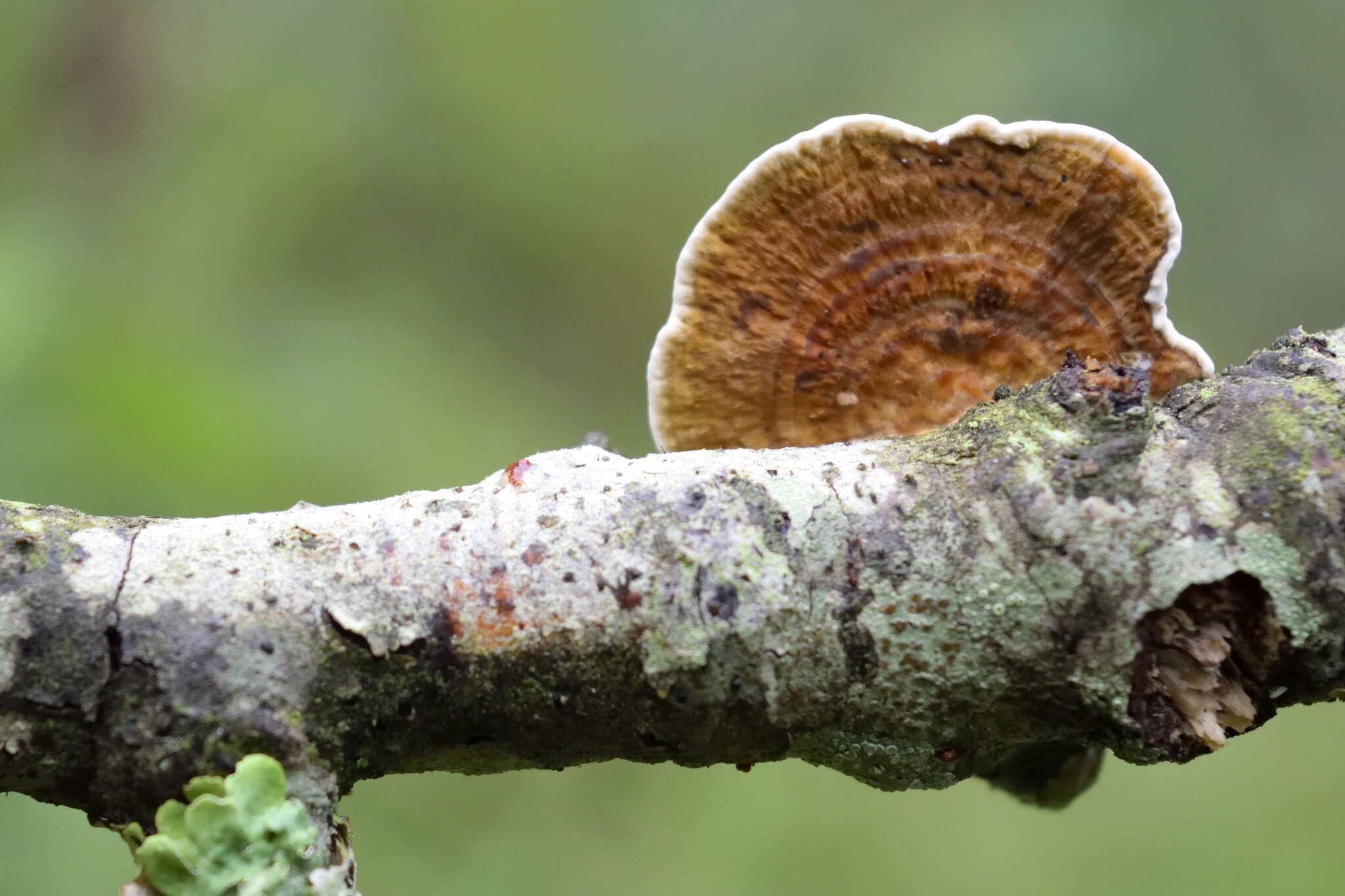 Image of Trametes hirta (P. Beauv.) Zmitr., Wasser & Ezhov 2012