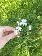 Image of San Francisco woodland-star