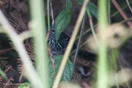 Image of Dusky-tailed Antbird