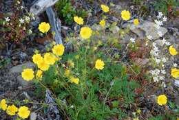 Image of Potentilla anadyrensis Juz.