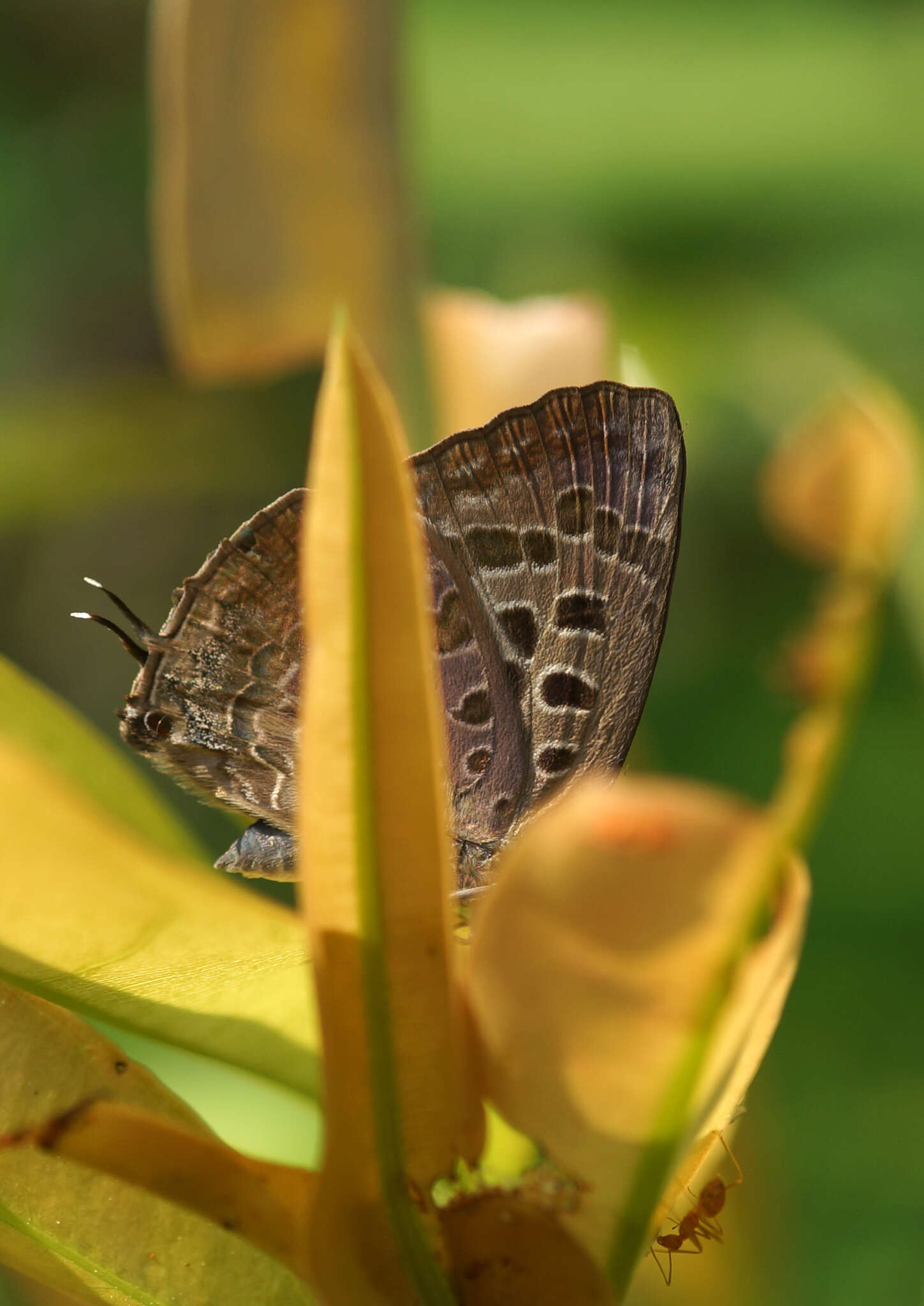 Image of Arhopala eumolphus (Stoll (1780))