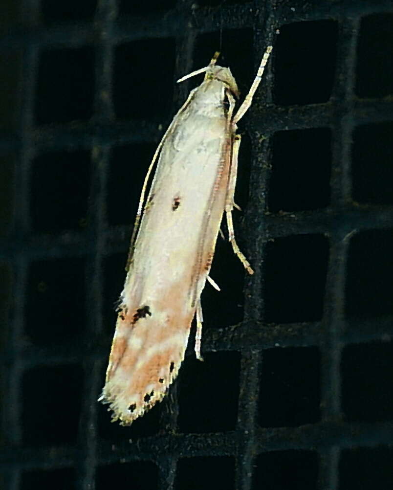 Image de Coleotechnites variiella Chambers 1872