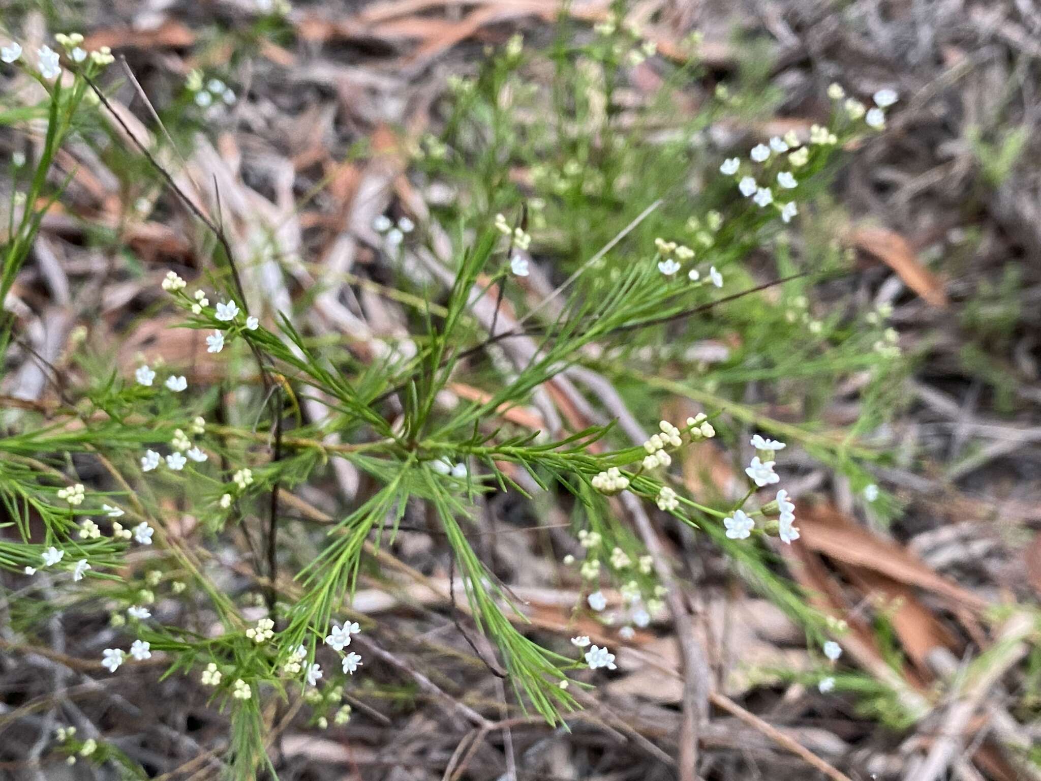 Imagem de Platysace linearifolia (Cav.) C. Norman