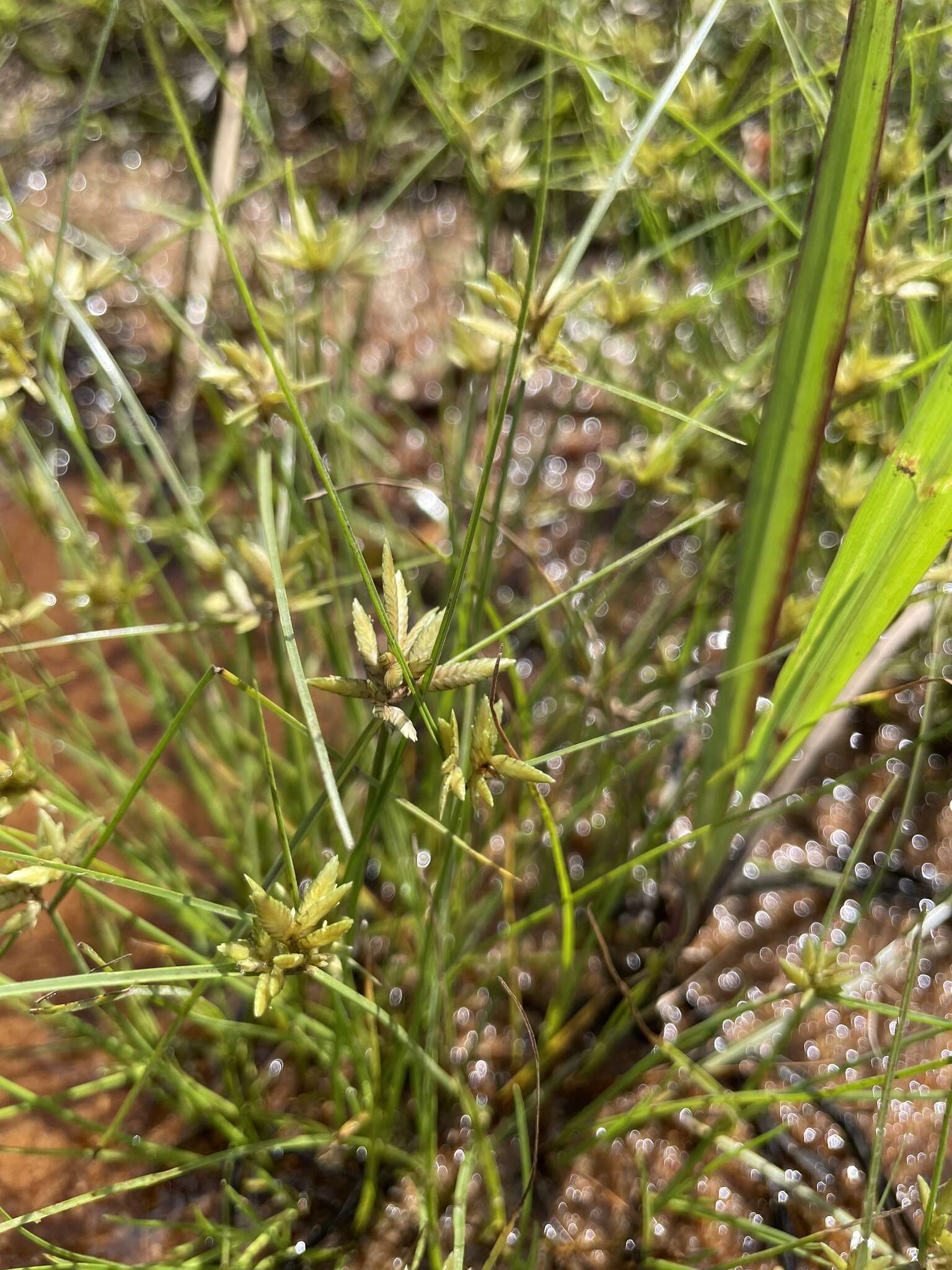 Imagem de Cyperus lanceolatus Poir.