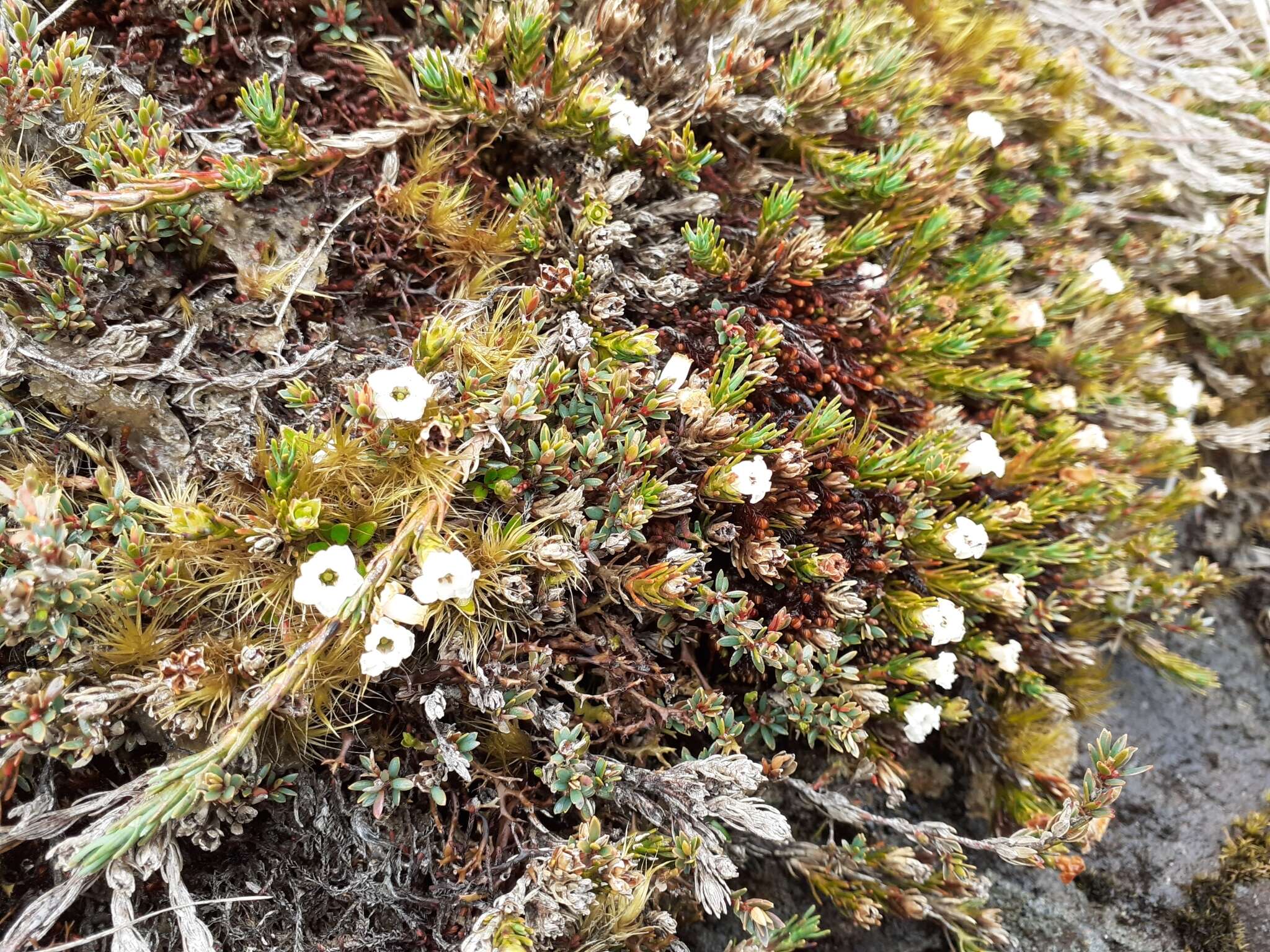 Image of Dracophyllum prostratum T. Kirk