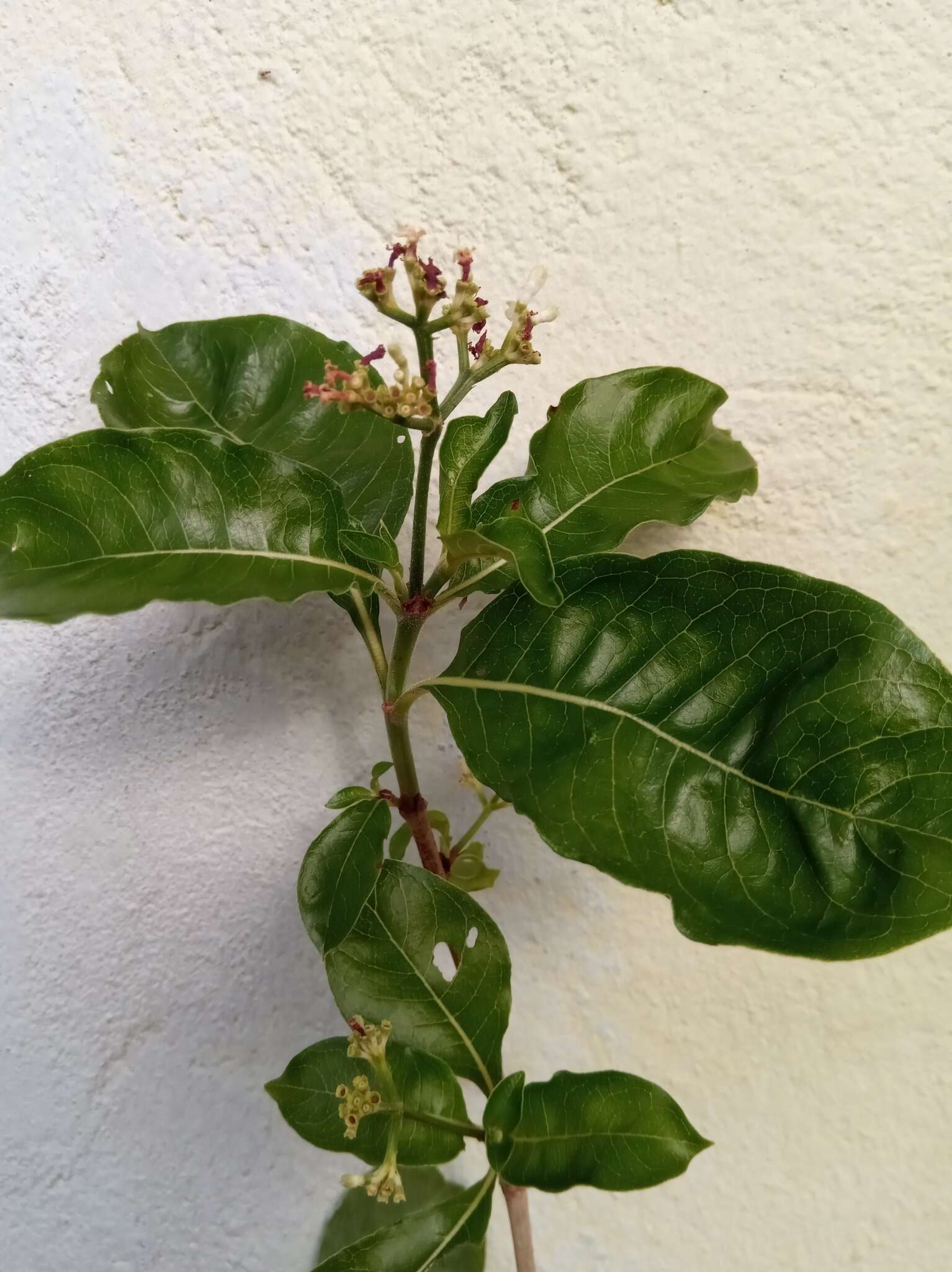 Imagem de Psychotria puffii Razafim. & B. Bremer