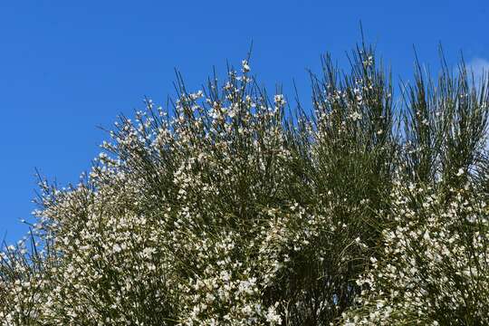 Imagem de Retama monosperma (L.) Boiss.