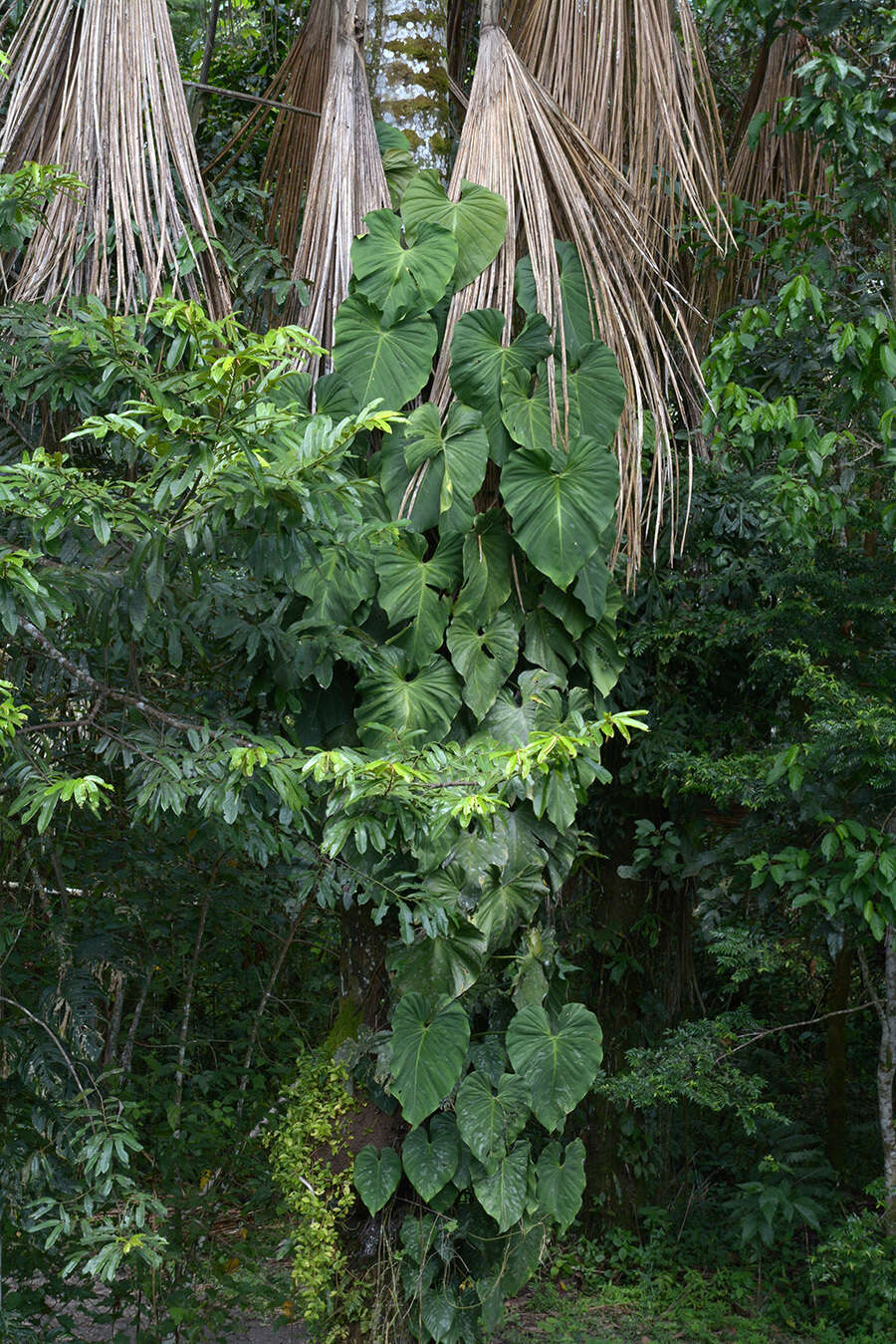 Image of Philodendron brandtianum K. Krause