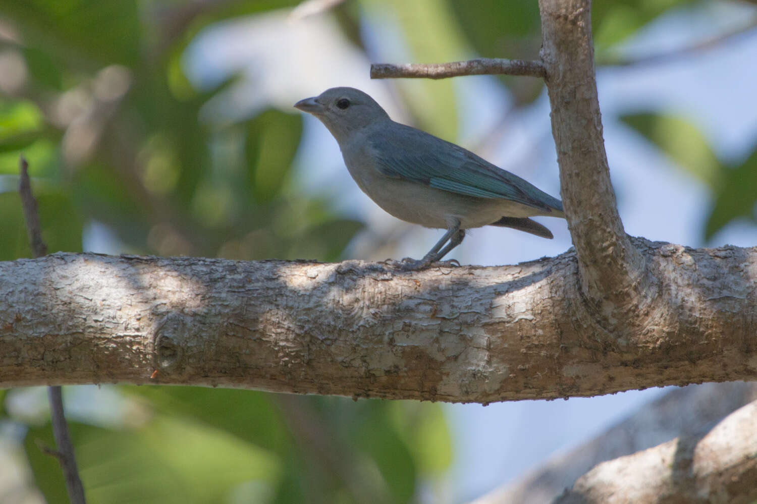 Thraupis sayaca (Linnaeus 1766) resmi