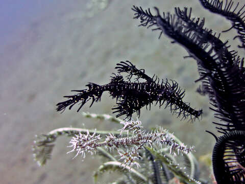 Image of ghost pipefishes