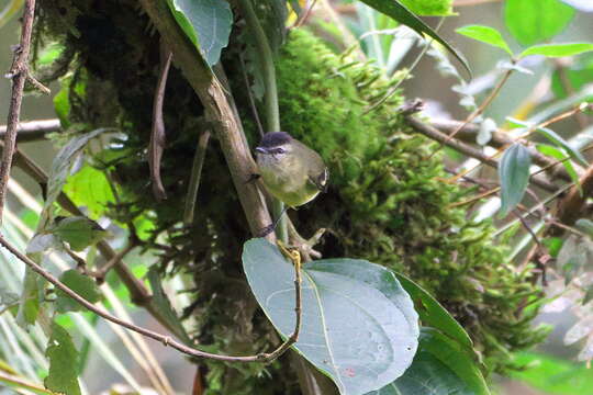 Image of Black-capped Tyrannulet