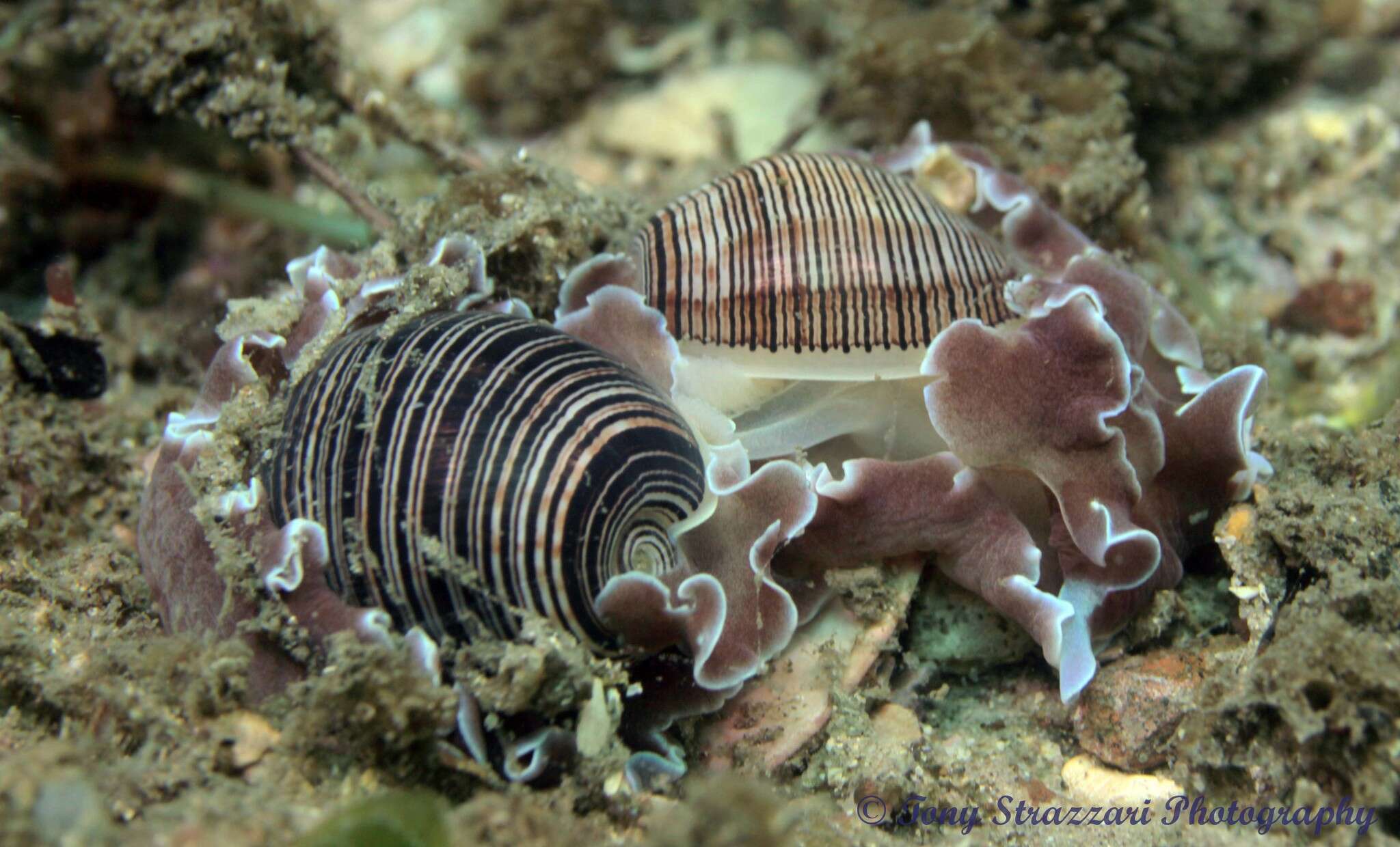 Слика од Hydatina physis (Linnaeus 1758)