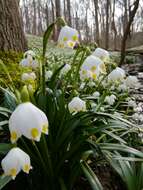 Image of Spring Snowflake