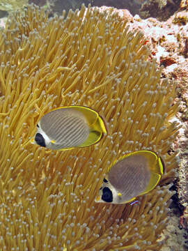 Image of Bantayan Butterflyfish