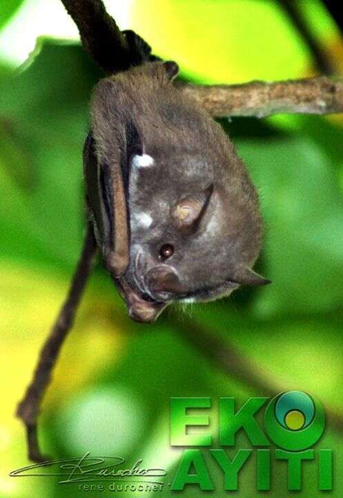 Image of fig-eating bat