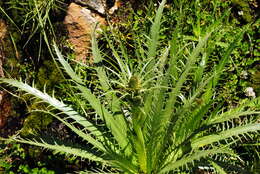 Imagem de Eryngium agavifolium Griseb.