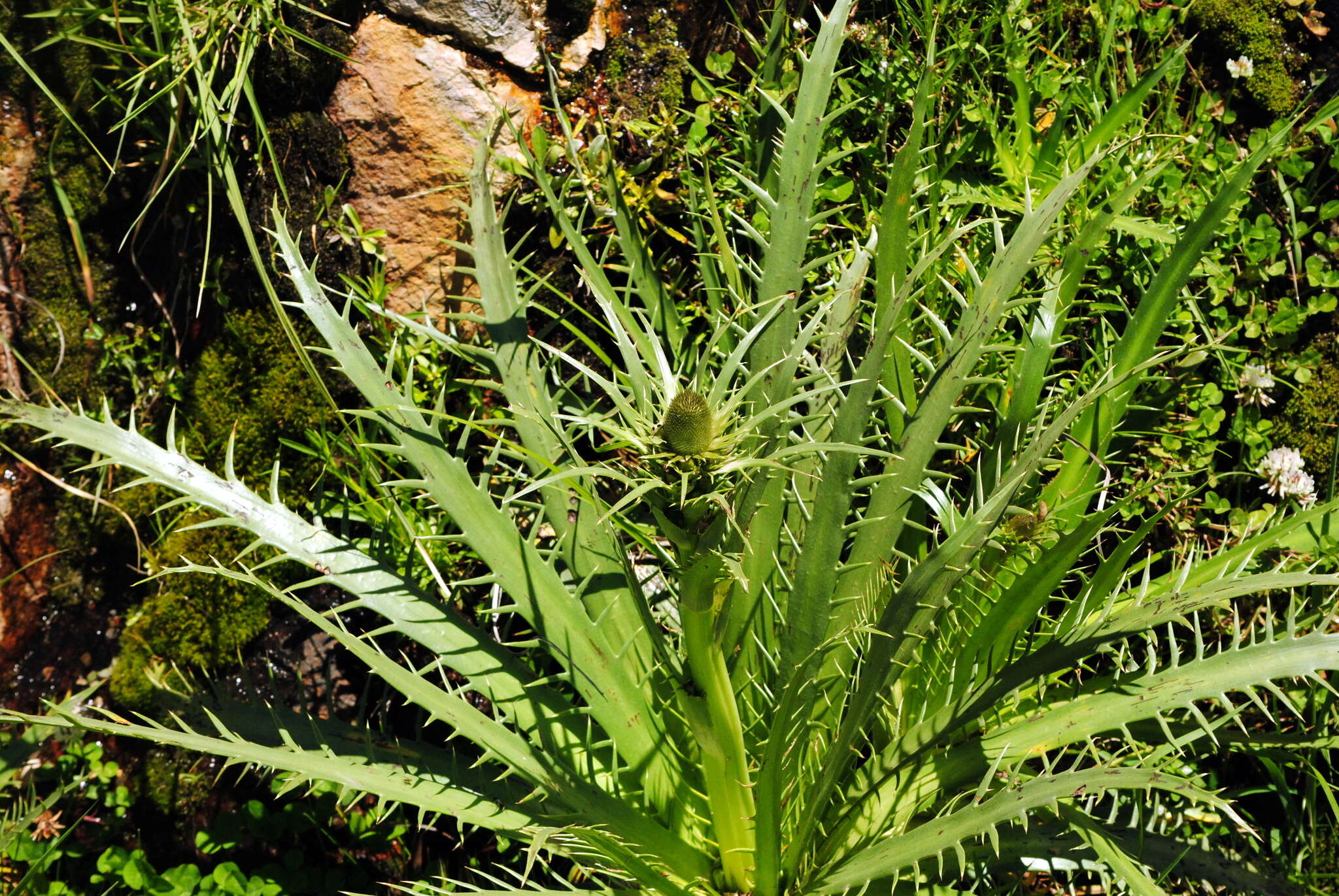 Image of Eryngium agavifolium Griseb.