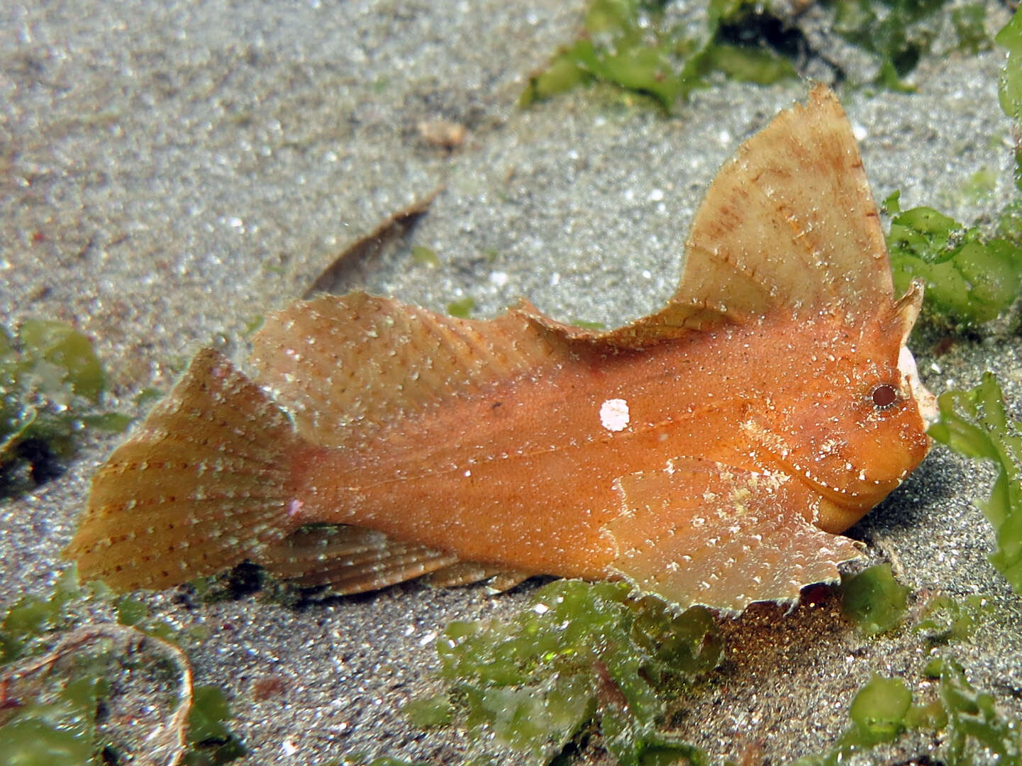 Image of Cockatoo fish