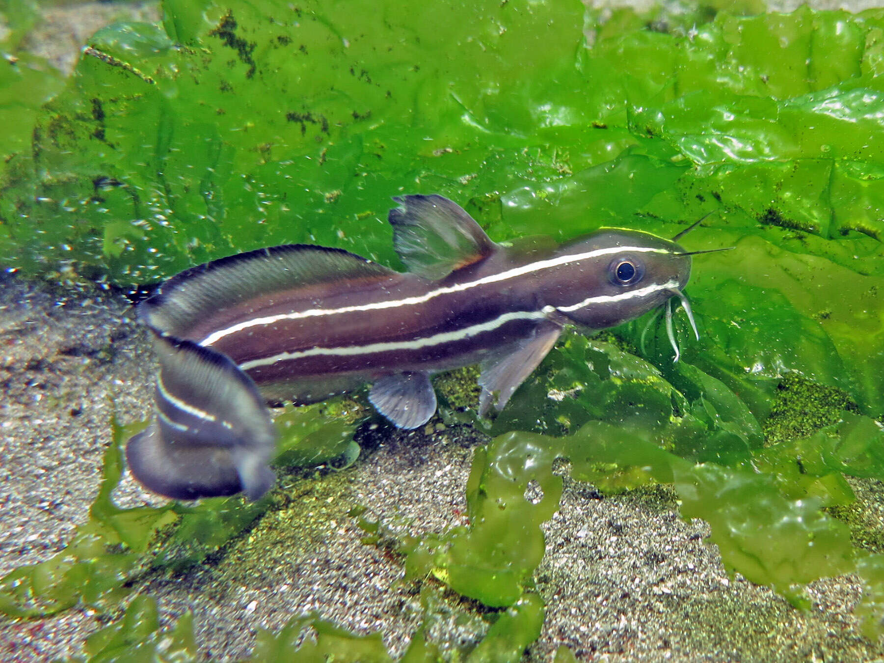 Imagem de Plotosus lineatus (Thunberg 1787)