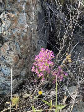 Zeltnera trichantha (Griseb.) G. Mansion resmi