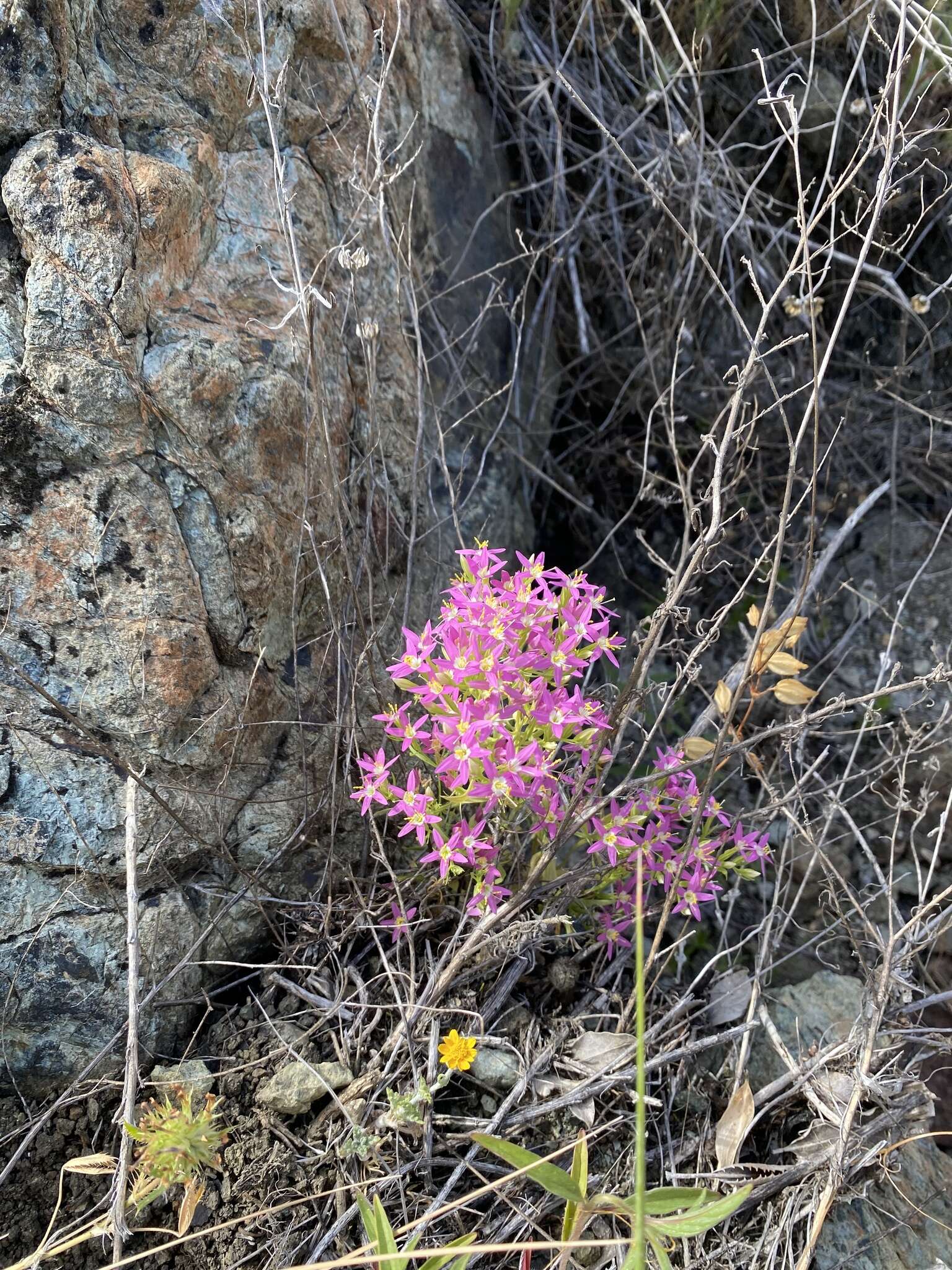 Zeltnera trichantha (Griseb.) G. Mansion resmi