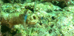 Image of Banda coralblenny